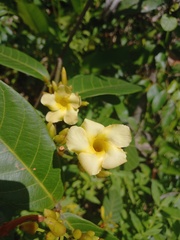 Odontadenia puncticulosa