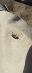 Pyractonema