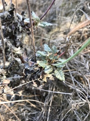 Eriogonum grande