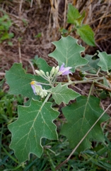 Solanum violaceum