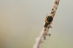 Odontomyia ornata