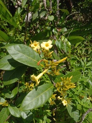 Odontadenia puncticulosa