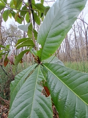 Eriobotrya japonica