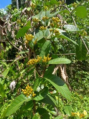 Odontadenia puncticulosa