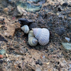 Cenchritis muricatus