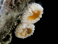 Lachnellula pseudofarinacea