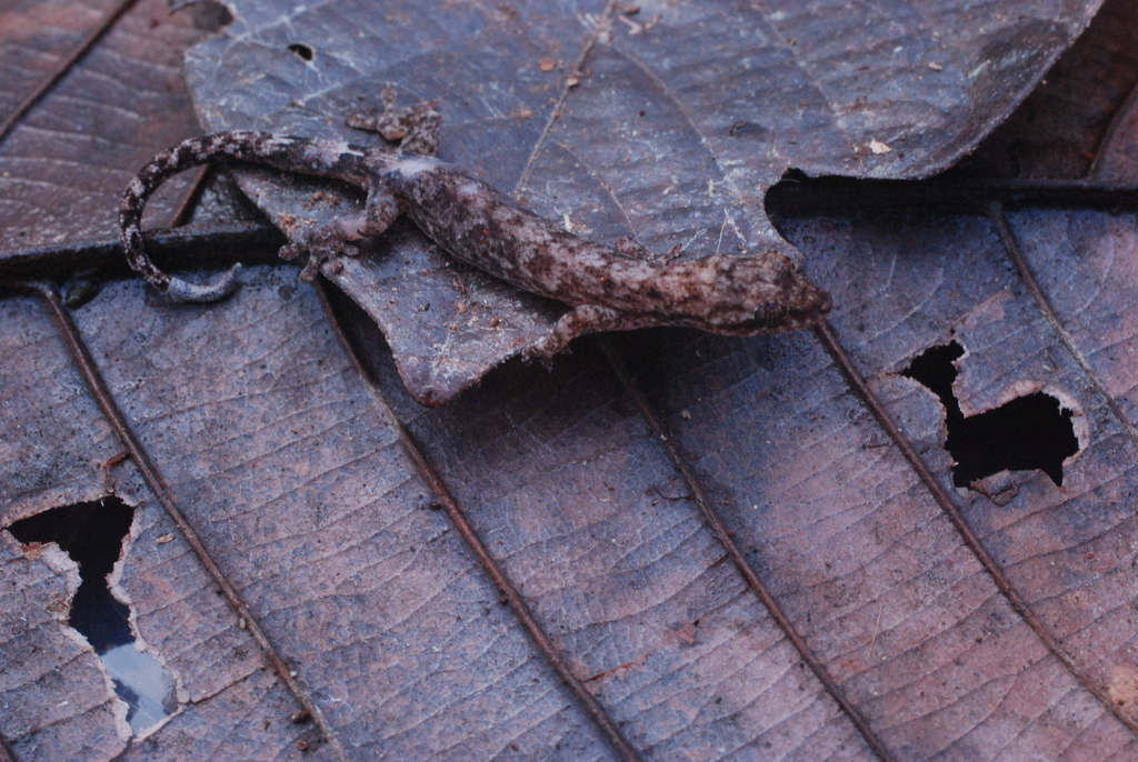 Oriental Scaly Toed Gecko In July 2008 By Eric N Rittmeyer · Inaturalist