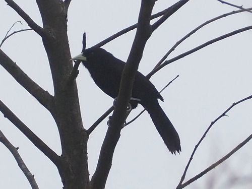 Yellow-billed Cacique (Amblycercus holosericeus), photo 10