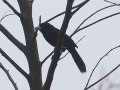 Amblycercus holosericeus