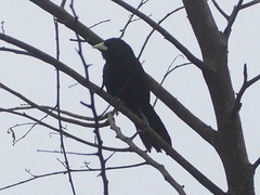 Amblycercus holosericeus