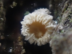 Lachnellula pseudofarinacea