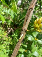 Odontadenia puncticulosa