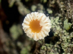 Lachnellula pseudofarinacea