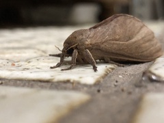 Elhamma australasiae