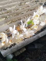 Apis mellifera