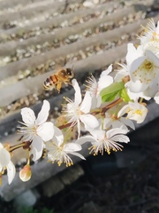 Apis mellifera
