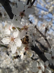 Apis mellifera