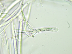 Lachnellula pseudofarinacea