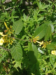 Odontadenia puncticulosa