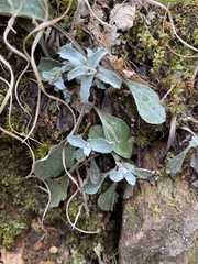 Antennaria plantaginifolia