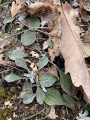 Antennaria plantaginifolia