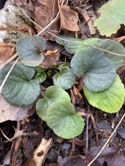 Viola labradorica