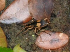 Pheropsophus javanus