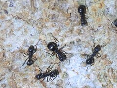 Dolichoderus thoracicus