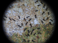 Dolichoderus thoracicus