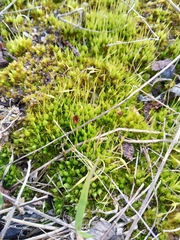 Funaria hygrometrica
