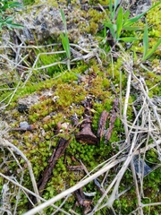 Funaria hygrometrica
