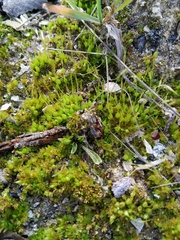 Funaria hygrometrica