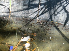 Pleurodema cinereum