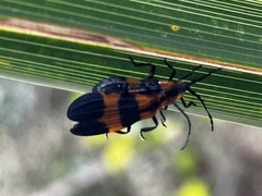 Calopteron discrepans