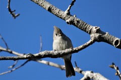 Baeolophus inornatus
