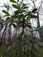 Eriobotrya japonica