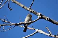 Baeolophus inornatus