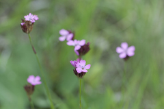 Dianthus pontederae