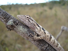 Polychrus acutirostris