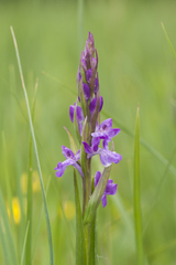 Anacamptis palustris