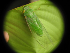Dundubia