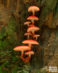 Mycena roseilignicola