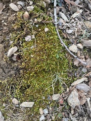 Bryoandersonia