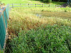 Alternanthera philoxeroides