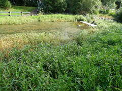 Alternanthera philoxeroides