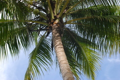 Lamprolepis smaragdina