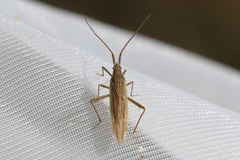 Stenodema calcarata