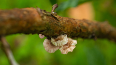 Moniliophthora