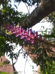 Aechmea gamosepala