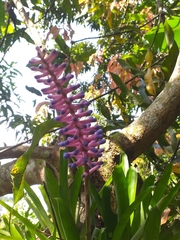Aechmea gamosepala
